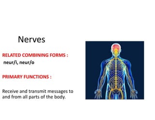 medical terminology by Yosra Raziani | PPT