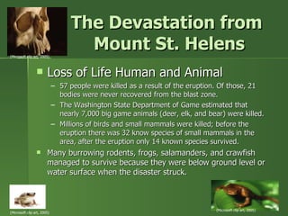 The Devastation from  Mount St. Helens Loss of Life Human and Animal 57 people were killed as a result of the eruption. Of those, 21 bodies were never recovered from the blast zone. The Washington State Department of Game estimated that nearly 7,000 big game animals (deer, elk, and bear) were killed. Millions of birds and small mammals were killed; before the eruption there was 32 know species of small mammals in the area, after the eruption only 14 known species survived. Many burrowing rodents, frogs, salamanders, and crawfish managed to survive because they were below ground level or water surface when the disaster struck. (Microsoft clip art, 2005) (Microsoft clip art, 2005) (Microsoft clip art, 2005) 