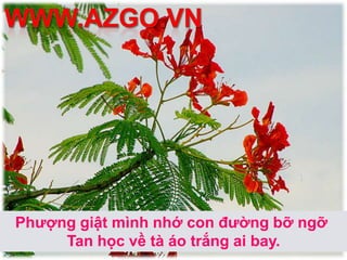 Nắng hè đậu xuống trang thơPhượng hồng hé nụ đợi chờ tiếng ve.