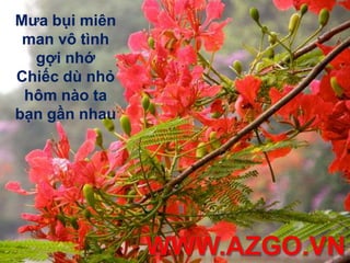 Sau em, tôi cũng ngập ngừng Từng màu hoa phượng thẹn thùng rụng rơi