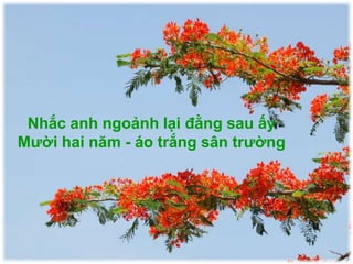 Ve đừng khóc,phượng đừng đốt lòng ta nữa Nắng đừng vàng ngơ ngẩn buổi chia tay. WWW.AZGO.VN