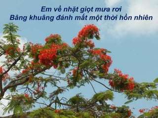 Em về luyến tiếc xót xa Giấy thơm mực tím, ép hoa tặng người WWW.AZGO.VN