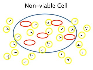 Non-viable Cell

     -  +
                                                                 -  +




                                            + -
                                            +
                                   -
            +                                                           +




                                             +
                                   +                                            +
                                    +
                                                                                  +
+
    +                                                       +
                                                                +
                                                                                 +




                                                   +
                                                  + -
                              +
    +




                                            +
                                                                +




                                                      +
                              +




                                             +
                               +
                                                                            -+

                     -
                                                                            +
                     +




                                                  +
                      +




                                                   +
                                            +
                +
                                            +
                +




                                                                        +
                                                                        +
                                                                        +
                                            +
                 +
                                        -
                                        +

                -+
                                        +




                                                                            +
                                                                            +
                                                                            -
                                                  -
                 +            +
+
                                                       +
                              +
+

                                                      +
                              +




                                                           +
+
                          -
                                                            +
                          +


                                                           +
                          +
 