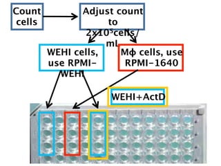 Count           Adjust count
 cells               to
                2x105cells/
                     mL
         WEHI cells,    Mɸ cells, use
         use RPMI-       RPMI-1640
           WEHI

                      WEHI+ActD
 