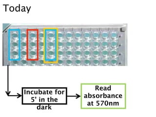 Today




                      Read
   Incubate for
                  absorbance
     5’ in the
                   at 570nm
       dark
 