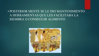 • POSTERIOR MENTE SE LE DIO MANTENIMIENTO
A HERRAMIENTAS QUE LES FACILITABA LA
SIEMBRA O CONSEGUIR ALIMENTO
 