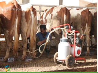 Improved food and nutritional security from better utilisation of dairy cattle breed/cross-breed types in Senegal