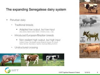 Improved food and nutritional security from better utilisation of dairy cattle breed/cross-breed types in Senegal