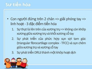 Sƣ tiến hóa

• Con người đứng trên 2 chân => giải phóng tay =>
  linh hoạt - 3 đặc điểm tiến hóa
  1. Sự thụt lùi lên trên của xương trụ => không còn khớp
     xương giữa xương trụ và khối xương cổ tay
  2. Sự phát triển của phức hợp sụn sợi tam giác
     (triangular fibrocartilage complex - TFCC) và sụn chêm
     giữa xương trụ và xương cổ tay
  3. Sự phát triển DRUJ thành một khớp hoạt dịch
 