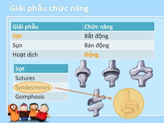 Giải phẫu chức năng
Giải phẫu        Chức năng
Sợi              Bất động
Sụn              Bán động
Hoạt dịch        Động

 Sợi
 Sutures
 Syndesmoses
 Gomphosis
 