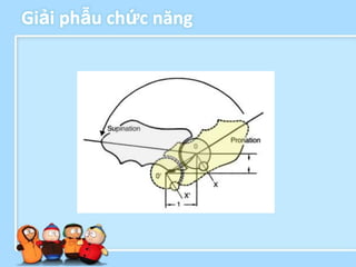 Giải phẫu chức năng
 