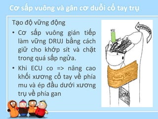 Cơ sấp vuông và gân cơ duỗi cổ tay trụ
Tạo độ vững động
• Cơ sấp vuông gián tiếp
  làm vững DRUJ bằng cách
  giữ cho khớp sít và chặt
  trong quá sấp ngửa.
• Khi ECU co => nâng cao
  khối xương cổ tay về phía
  mu và ép đầu dưới xương
  trụ về phía gan
 