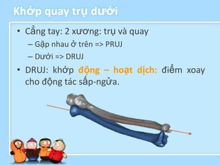 Khớp quay trụ dƣới
• Cẳng tay: 2 xương: trụ và quay
  – Gặp nhau ở trên => PRUJ
  – Dưới => DRUJ
• DRUJ: khớp động – hoạt dịch: điểm xoay
  cho động tác sấp-ngửa.
 