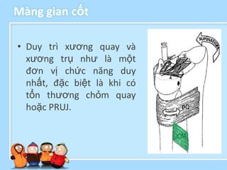 Màng gian cốt

• Duy trì xương quay và
  xương trụ như là một
  đơn vị chức năng duy
  nhất, đặc biệt là khi có
  tổn thương chỏm quay
  hoặc PRUJ.
 