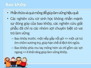 Bao khớp
• Phầnthừavàquámỏngđểgiúplàmvữnghiệuquả
• Các nghiên cứu cơ sinh học không nhấn mạnh
  sự đóng góp của bao khớp, các nghiên cứu giải
  phẫu đã chỉ ra các nhóm sợi chuyên biệt có vai
  trò làm vững
  – Bao khớp trước: một nếp gấp nổi gờ => một cái túi
    ôm chỏm xương trụ, giúp hạn chế di lệch khi ngửa.
  – Bao khớp phía mu tay mỏng hơn và chỉ gồm các sợi
    ngang => ít khả năng giúp làm vững khớp.
 