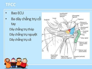 TFCC
•    Bao ECU
•    Ba dây chằng trụ cổ
     tay
    Dây chằng trụ tháp
    Dây chằng trụ nguyệt
    Dây chằng trụ cả
 