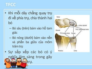 TFCC
• Khi mỗi dây chằng quay trụ
  đi về phía trụ, chia thành hai
  bó
   – Bó sâu (trên) bám vào hố tam
     giác
   – Bó nông (dưới) bám vào nền
     và phần ba giữa của mỏm
     trâm trụ
• Sự sắp xếp các bó có ý
  nghĩa lâm sàng trong gãy
  mỏm trâm trụ.
 