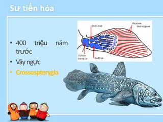 Sƣ tiến hóa


• 400 triệu năm
  trước
• Vây ngực
• Crossospterygia
 