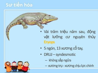 Sƣ tiến hóa



              • Vài trăm triệu năm sau, động
                vật lưỡng cư nguyên thủy
                Eryops
              • 5 ngón, 13 xương cổ tay,
              • DRUJ – syndesmotic
                – không sấp ngửa
                – xương trụ - xương chịu lực chính
 
