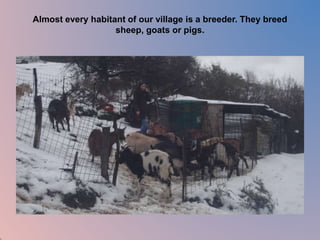 Almost every habitant of our village is a breeder. They breed 
sheep, goats or pigs. 
 
