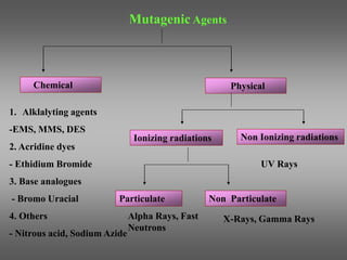 Mutagenic Agents
Chemical Physical
1. Alklalyting agents
-EMS, MMS, DES
2. Acridine dyes
- Ethidium Bromide
3. Base analogues
- Bromo Uracial
4. Others
- Nitrous acid, Sodium Azide
Ionizing radiations Non Ionizing radiations
UV Rays
Particulate Non Particulate
Alpha Rays, Fast
Neutrons
X-Rays, Gamma Rays
 