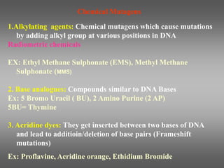 1.Alkylating agents: Chemical mutagens which cause mutations
by adding alkyl group at various positions in DNA
Radiometric chemicals
EX: Ethyl Methane Sulphonate (EMS), Methyl Methane
Sulphonate (MMS)
2. Base analogues: Compounds similar to DNA Bases
Ex: 5 Bromo Uracil ( BU), 2 Amino Purine (2 AP)
5BU= Thymine
3. Acridine dyes: They get inserted between two bases of DNA
and lead to additioin/deletion of base pairs (Frameshift
mutations)
Ex: Proflavine, Acridine orange, Ethidium Bromide
Chemical Mutagens
 