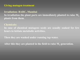Giving mutagen treatment
Irradiation: BARC, Mumbai
In irradiation the plant parts are immediately planted to raise M1
plants from them.
Chemicals:
In case of chemical mutagens seeds are usually soaked for few
hours to initiate metabolic activities.
Then they are washed under running tap water.
After this they are planted in the field to raise M1 generation.
 