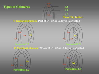 L1
L2
L3
Shoot Tip Initial
AA
AA
AA
AA
AA
AA
AA
AA
AA AA
AA
AA
AA
AA
Aa
Aa
Aa
Aa
Sectorial L2 Sectorial L3
Periclimal L2 Periclimal L3
2. Periclinal chimera: Whole of L1, L2 or L3 layer is affected
1. Sectorial chimera: Part of L1, L2 or L3 layer is affected
Types of Chimeras
 