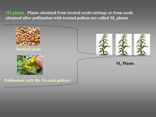 Treated seeds
Pollination with the Treated pollens
M1 plants : Plants obtained from treated seeds/cuttings or from seeds
obtained after pollination with treated pollens are called M1 plants
M1 Plants
 