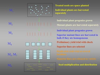 Treated seeds are space planted
Individual plants are harvested
separately
Individual plant progenies grown
Superior mutant lines are harvested in
bulk if they ate homogeneous
Individual plant progenies grown
Mutant plants are harvested separately
Preliminary yield trial with check
Superior lines are selected
Replicated yield trial at several
locations
Superior lines are released as variety
Seed multiplication and distribution
M1
M5- M7
M4
M3
M2
M8
 