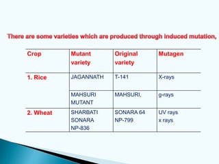 Crop Mutant
variety
Original
variety
Mutagen
1. Rice JAGANNATH T-141 X-rays
MAHSURI
MUTANT
MAHSURI, g-rays
2. Wheat SHARBATI
SONARA
NP-836
SONARA 64
NP-799
UV rays
x rays
 