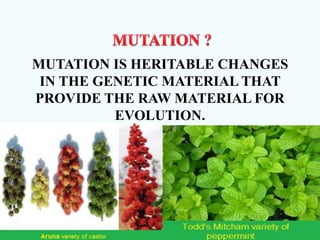 MUTATION IS HERITABLE CHANGES
IN THE GENETIC MATERIAL THAT
PROVIDE THE RAW MATERIAL FOR
EVOLUTION.
 