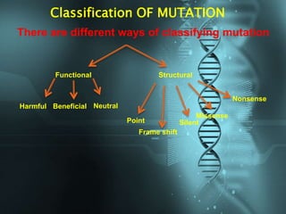 Classification OF MUTATION
There are different ways of classifying mutation
Functional Structural
Harmful Beneficial Neutral
Point
Frame shift
Silent
Missense
Nonsense
 