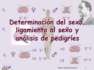 1
Dr. Antonio Barbadilla
Tema 4: Herencia del sexo 1
Determinación del sexo,
ligamiento al sexo y
análisis de pedigríes
 