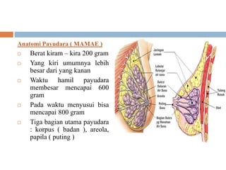 Anatomi Payudara ( MAMAE )
 Berat kiram – kira 200 gram
 Yang kiri umumnya lebih
besar dari yang kanan
 Waktu hamil payudara
membesar mencapai 600
gram
 Pada waktu menyusui bisa
mencapai 800 gram
 Tiga bagian utama payudara
: korpus ( badan ), areola,
papila ( puting )
 
