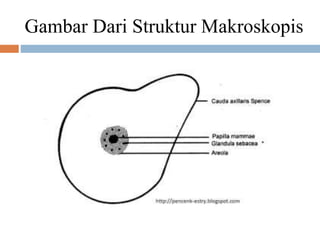 Gambar Dari Struktur Makroskopis
 