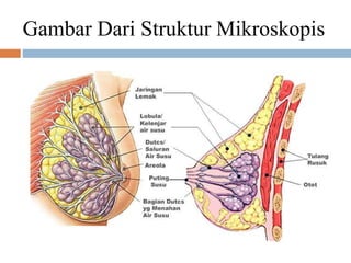 Gambar Dari Struktur Mikroskopis
 
