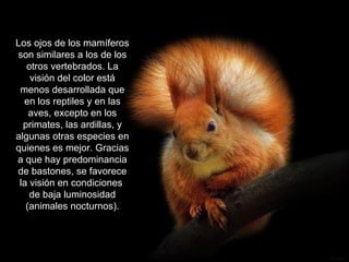 Los ojos de los mamíferos
son similares a los de los
   otros vertebrados. La
    visión del color está
 menos desarrollada que
  en los reptiles y en las
    aves, excepto en los
  primates, las ardillas, y
algunas otras especies en
quienes es mejor. Gracias
a que hay predominancia
de bastones, se favorece
 la visión en condiciones
    de baja luminosidad
   (animales nocturnos).
 