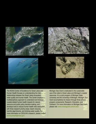 Microcystis blooms are suspended in surface water and can      Cladophora blooms have been found in various areas of
give water a green appearance. Microcystis blooms have         the Great Lakes, including western Lake Michigan and the
been found in western Lake Erie, Saginaw Bay, western          Saginaw Bay area of Lake Huron in Michigan. Cladophora
Lake Michigan, and inland tributaries of Lake Michigan.        mats wash up on shorelines from the bottom of water bodies
They do not typically wash up on shorelines or leave a slimy   in the summer months and can be considered a nuisance to
residue on shores or boats (but in some instances have),       local communities. Cladophora blooms create a “muck” zone
however, Microcystis is capable of producing the toxin         on beaches and have the potential to harbor bacteria, but do
microcystin, which poses potential health threats. The toxin   not produce algal toxins.
may be present in the water even after the bloom subsides.




                                                  Algae blooms in
                                                  western Lake Erie as
                                                  shown from a MODIS
                                                  satellite photo (top
                                                  left) taken on August
                                                  13, 2009, and from
                                                  an airplane (bottom
                                                  left) taken on August
                                                  11, 2009 (photo from
                                                  J. Lekki, NASA Glenn
                                                  Research Center).        Shoreline muck in Saginaw Bay, Lake
                                                                           Huron in September 2006. Digging below
                                                                           the surface reveals vegetation underneath.


 The NOAA Center of Excellence for Great Lakes and              Michigan Sea Grant is dedicated to the sustainable
                                                 CEGLHH




 Human Health focuses on understanding the inter-               use of the nation’s Great Lakes and Michigan’s coastal
 relationships between the Great Lakes ecosystem,               resources. It is a joint program of Michigan State
 water quality and human health. The Center employs a           University and the University of Michigan. Michigan Sea
                                                                                                                 MSG

 multidisciplinary approach to understand and forecast          Grant accomplishes its mission through three primary
 coastal-related human health impacts for natural               program components: Research, Education, and
 resource and public policy decision-making, and                Outreach. For more information on Michigan Sea Grant,
 develops tools to reduce human health risks associated         please visit: www.miseagrant.umich.edu/
 with three research priority areas: beach closures,
 harmful algal blooms, and drinking water quality. For
 more information on CEGLHH’s research, please contact
 sonia.joseph@noaa.gov.
 