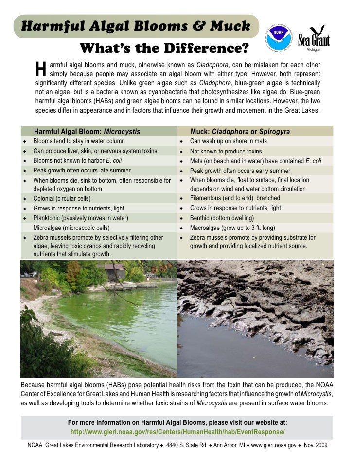 Harmful Algal Blooms and Muck What's the Difference?