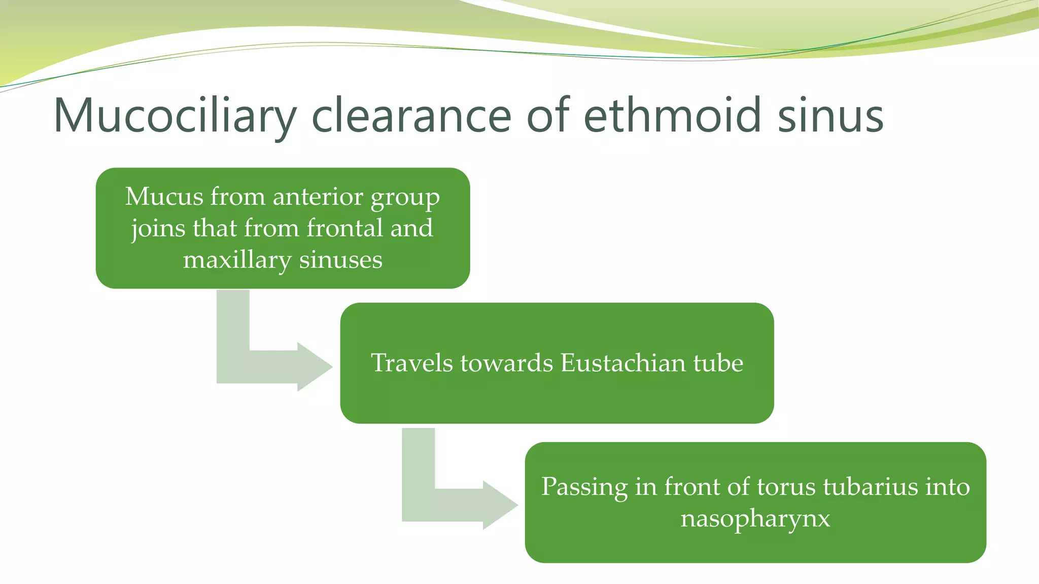 Mucus from anterior group
joins that from frontal and
maxillary sinuses
Travels towards Eustachian tube
Passing in front of torus tubarius into
nasopharynx
Mucociliary clearance of ethmoid sinus
 