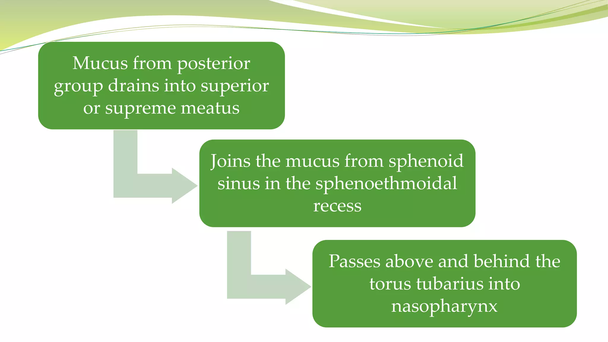 Mucus from posterior
group drains into superior
or supreme meatus
Joins the mucus from sphenoid
sinus in the sphenoethmoidal
recess
Passes above and behind the
torus tubarius into
nasopharynx
 