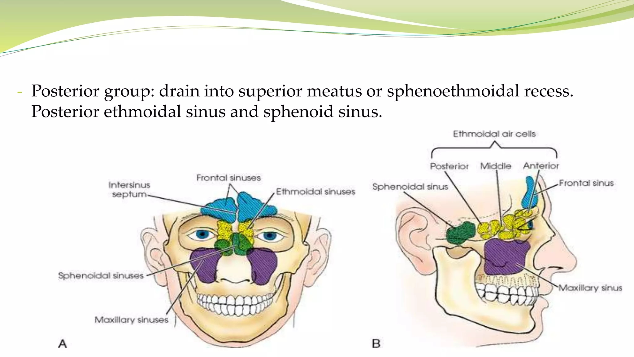 - Posterior group: drain into superior meatus or sphenoethmoidal recess.
Posterior ethmoidal sinus and sphenoid sinus.
 