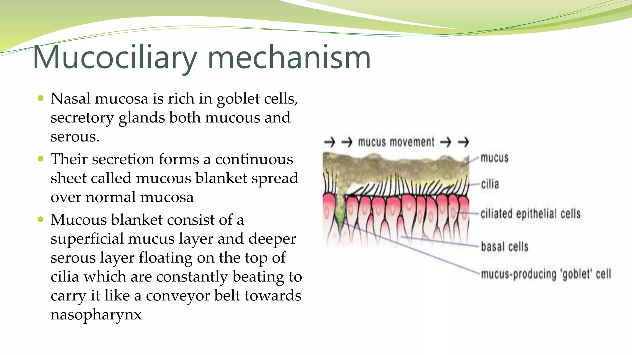  Nasal mucosa is rich in goblet cells,
secretory glands both mucous and
serous.
 Their secretion forms a continuous
sheet called mucous blanket spread
over normal mucosa
 Mucous blanket consist of a
superficial mucus layer and deeper
serous layer floating on the top of
cilia which are constantly beating to
carry it like a conveyor belt towards
nasopharynx
Mucociliary mechanism
 