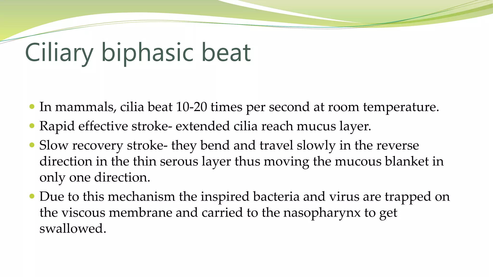  In mammals, cilia beat 10-20 times per second at room temperature.
 Rapid effective stroke- extended cilia reach mucus layer.
 Slow recovery stroke- they bend and travel slowly in the reverse
direction in the thin serous layer thus moving the mucous blanket in
only one direction.
 Due to this mechanism the inspired bacteria and virus are trapped on
the viscous membrane and carried to the nasopharynx to get
swallowed.
Ciliary biphasic beat
 