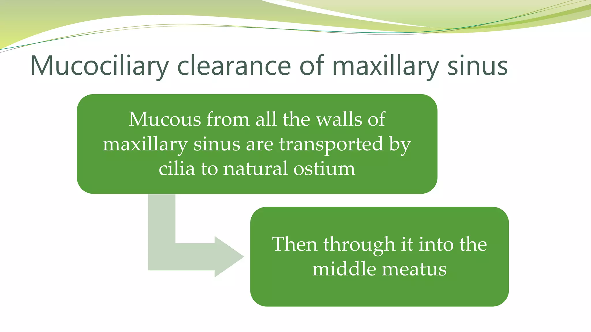 Mucous from all the walls of
maxillary sinus are transported by
cilia to natural ostium
Then through it into the
middle meatus
Mucociliary clearance of maxillary sinus
 