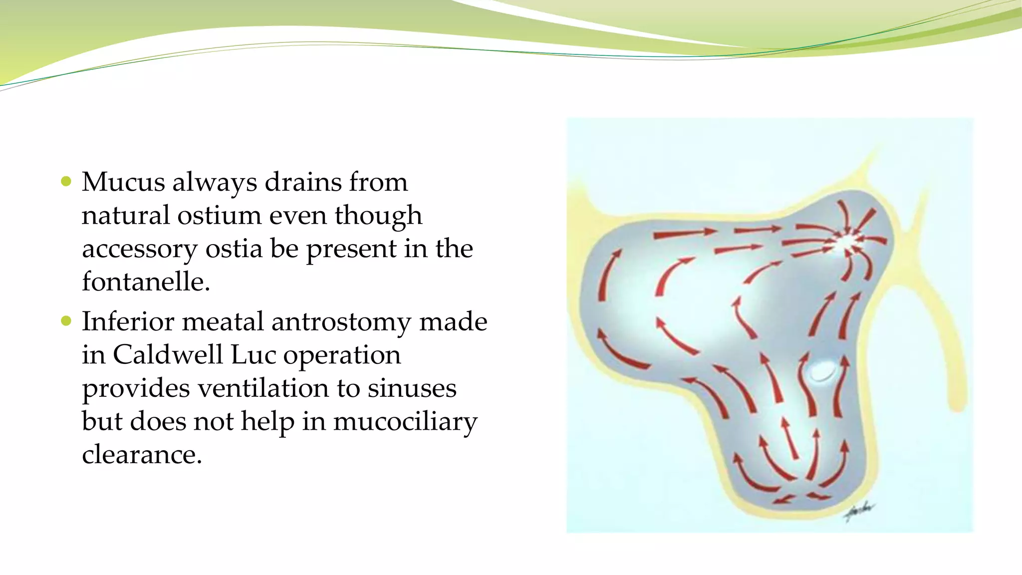 Mucus always drains from
natural ostium even though
accessory ostia be present in the
fontanelle.
 Inferior meatal antrostomy made
in Caldwell Luc operation
provides ventilation to sinuses
but does not help in mucociliary
clearance.
 