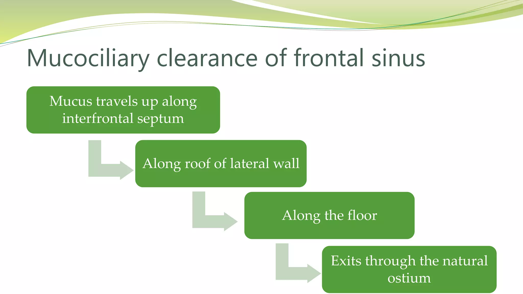 Mucus travels up along
interfrontal septum
Along roof of lateral wall
Along the floor
Exits through the natural
ostium
Mucociliary clearance of frontal sinus
 