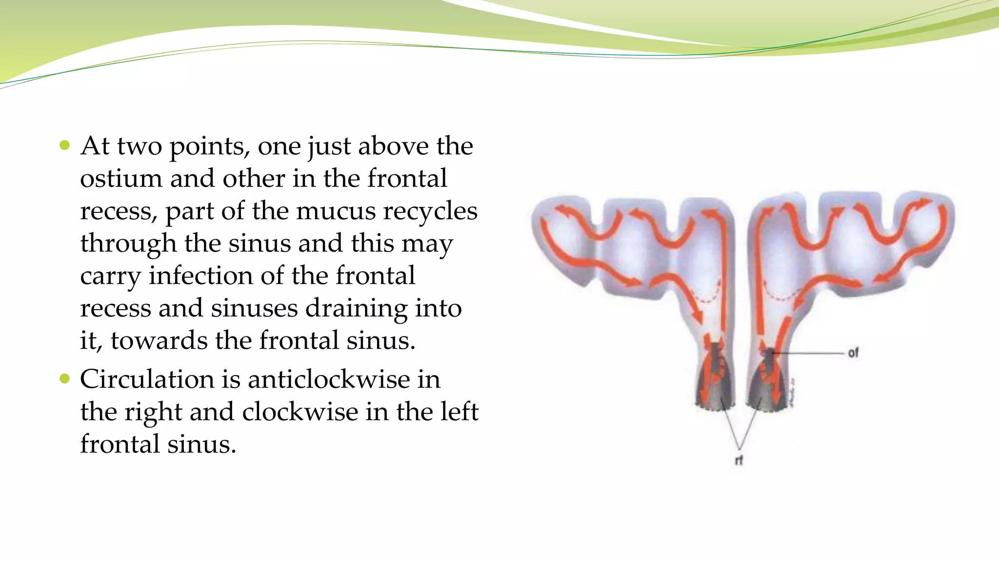  At two points, one just above the
ostium and other in the frontal
recess, part of the mucus recycles
through the sinus and this may
carry infection of the frontal
recess and sinuses draining into
it, towards the frontal sinus.
 Circulation is anticlockwise in
the right and clockwise in the left
frontal sinus.
 