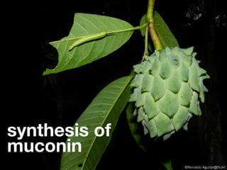 synthesis of
muconin
©Reinaldo Aguilar@flickr
 
